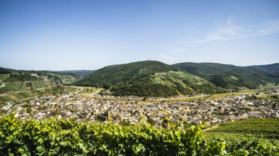  Weininstitut: Start der Weinlese in diesem Jahr au&szlig;ergew&ouml;hnlich fr&uuml;h 