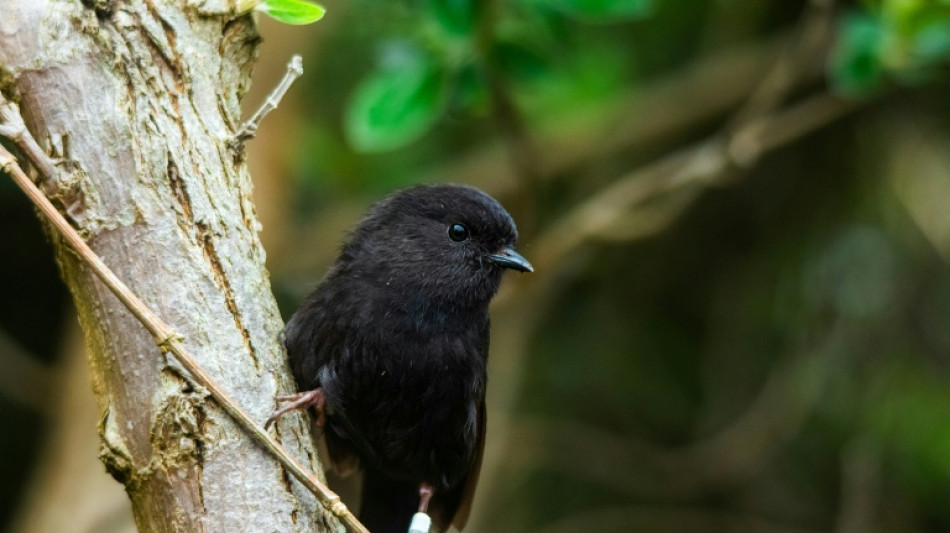  New Zealanders pick endangered black robin as Bird of the Year 