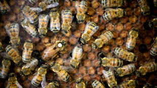 Le dioxyde de soufre autorisé temporairement contre le coléoptère des ruches