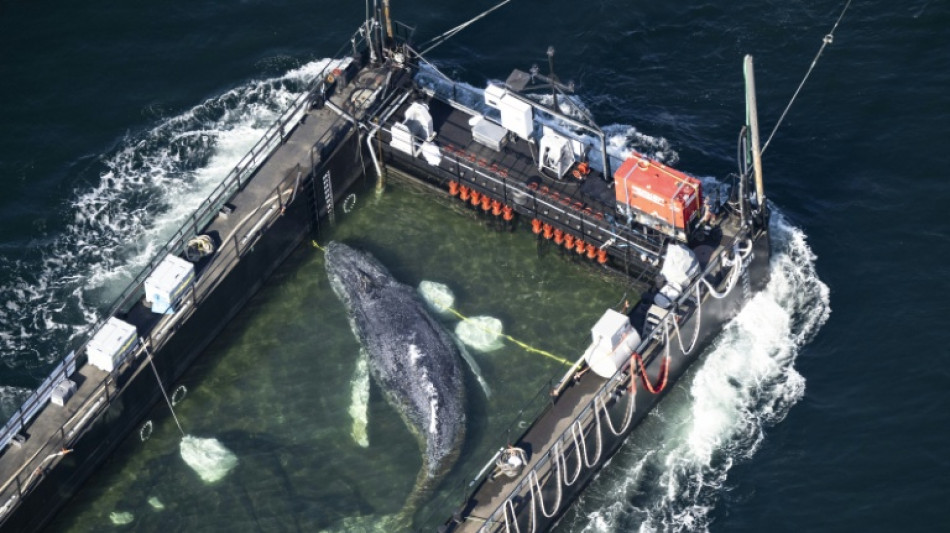  Apr&egrave;s son remorquage d'Allemagne, une baleine &agrave; bosse rel&acirc;ch&eacute;e en Mer du Nord  