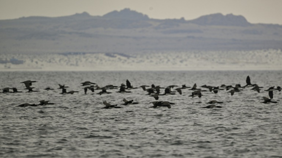 Vírus de gripe das aves é detectado pela primeira vez na costa da Antártida