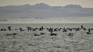 Vírus de gripe das aves é detectado pela primeira vez na costa da Antártida
