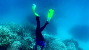 El mundo sufre un nuevo episodio masivo de blanqueamiento de corales