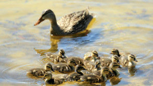 Verirrte Entenfamilie löst Feuerwehreinsatz auf Gelände von Münchner Klinik aus