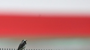 Nabu ruft Naturfreunde wieder zu Vogelz&auml;hlung auf