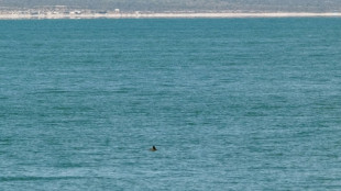 La población de vaquita marina se mantiene "estable" en aguas de México