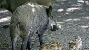 Wildschweine jagen Jugendliche auf Baum - Nächtliche Suchaktion mit Drohne