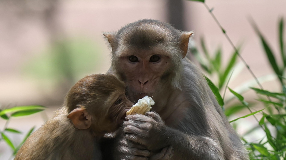  Anche i macachi diventano pi&ugrave; attenti ai germi dopo un'epidemia 
