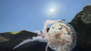 Les m&eacute;duses, fl&eacute;au de la baignade mais tr&eacute;sor de la science