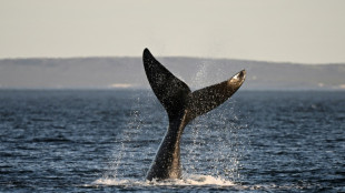 Muerte de ballenas en Argentina, un fen&oacute;meno natural a punto de finalizar
