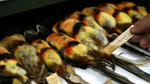 Coleção que preserva riqueza das aves colombianas corre risco