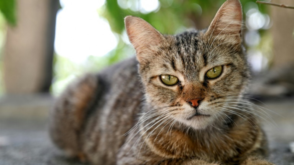 Videos auf Tiktok f&uuml;hren Polizei in Nordrhein-Westfalen zu entf&uuml;hrtem Kater