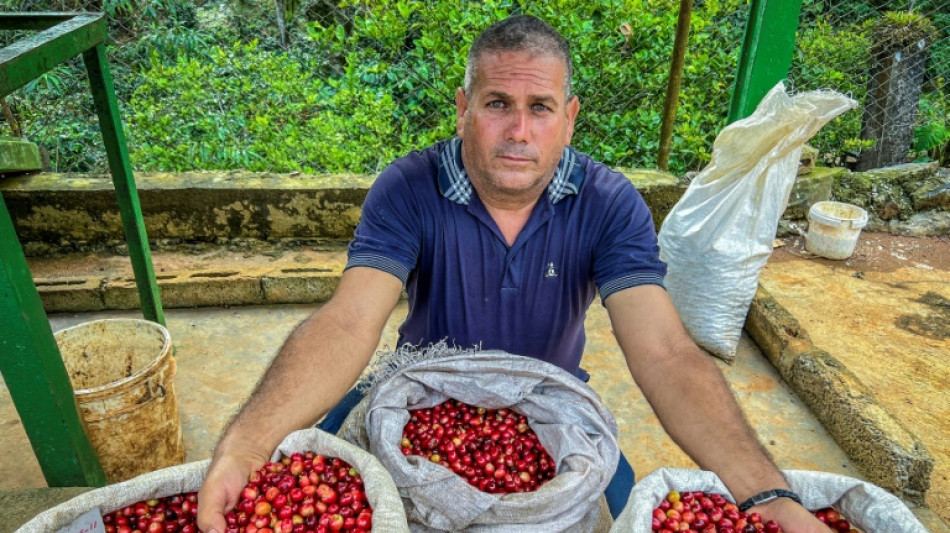 Café especial, una estrategia para reactivar el deprimido sector en Cuba