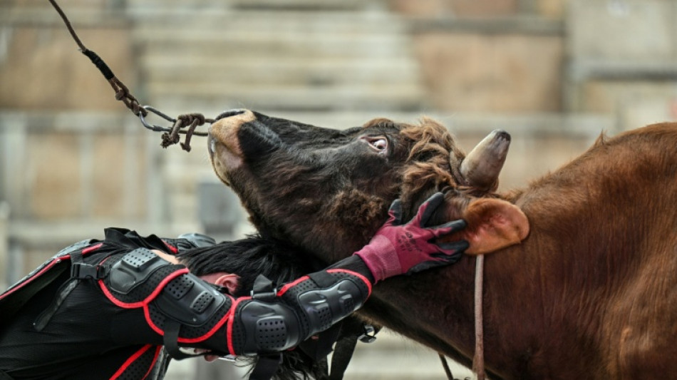  China's bull wrestlers fight to keep tradition alive 