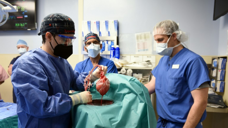 US-Patient nach weltweit erster Schweineherz-Transplantation gestorben