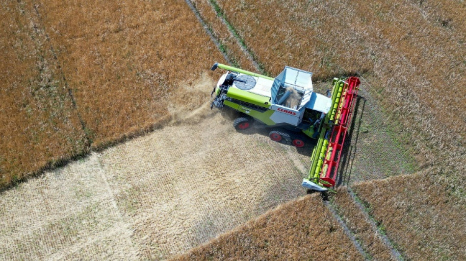  Seca e guerras impulsionaram pre&ccedil;os dos alimentos em agosto, diz FAO 