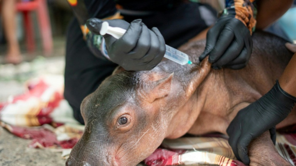  Nilpferd-Baby von Herde von Drogenboss Escobar erst gerettet und dann doch gestorben 