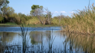 Once-dying Mexican river delta slowly nursed back to life