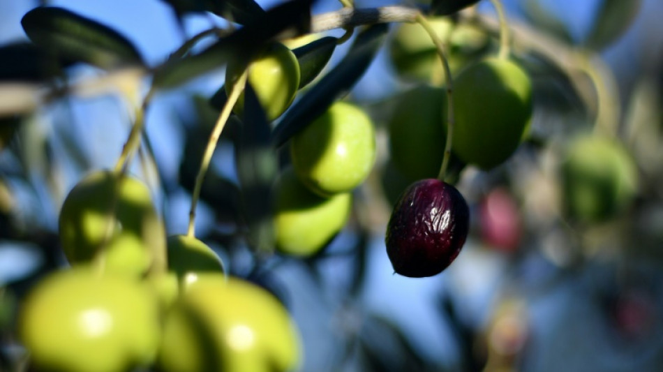 El calentamiento global impulsa el cultivo de olivos en Bosnia