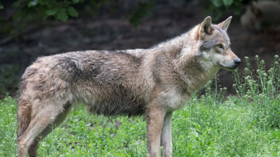 Wolf protection downgrade set for green light in EU