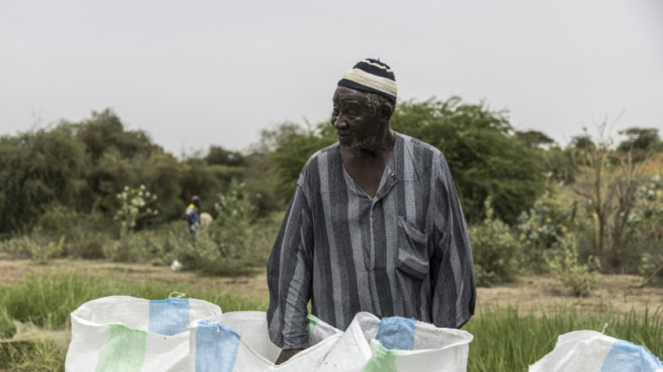  Just add fish: Scientists pursue more rice, less disease in Senegal paddies 