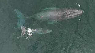 Vídeo extraordinário mostra baleia amamentando filhote na Colômbia
