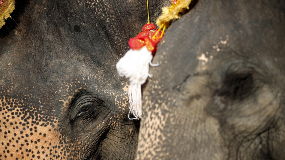 India, 30 mila in marcia silenziosa per ritorno di elefantessa