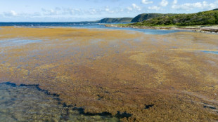 Aux Antilles, mobilisation accrue contre les arrivages massifs de sargasses