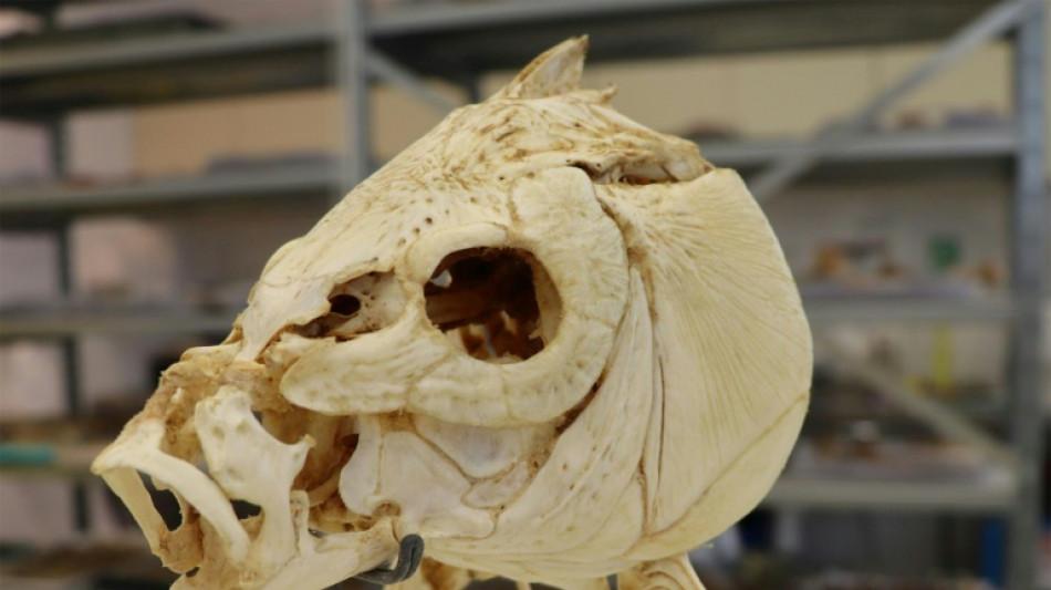 Unos investigadores revelan que los humanos ya cocinaban pescado hace 780.000 a&ntilde;os