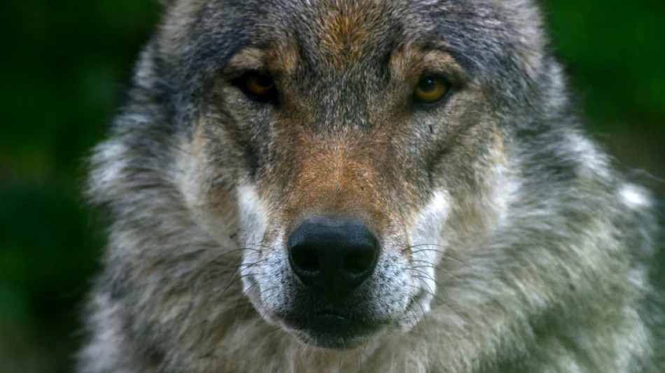 Lemke: Herdenschutz wichtigste Voraussetzung für Koexistenz mit Wolf