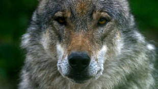 Umweltministerin Lemke will Schnellabschuss von Wölfen ermöglichen