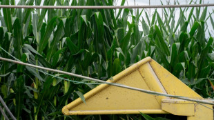 EUA pede painel de solu&ccedil;&atilde;o de controv&eacute;rsias do T-MEC com M&eacute;xico por milho trans