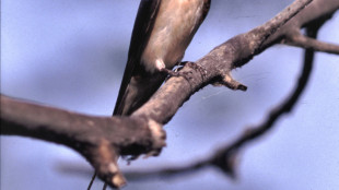 Dagli animali alle canzoni, la comuncazione segue un ritrmo universale