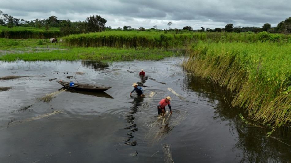  La Amazonia brasile&ntilde;a respira tras dos a&ntilde;os de sequ&iacute;a severa 