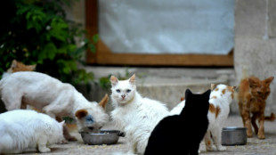 Plus de 150 chats délaissés dans 80 m2: 18 mois avec sursis requis à Nice 
