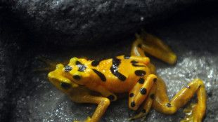 El sapo dorado de Costa Rica, víctima del calentamiento del planeta, según climatólogos