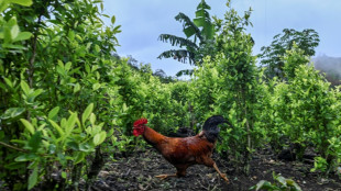 EUA retira certificação de aliado antidrogas da Colômbia, maior produtor de cocaína