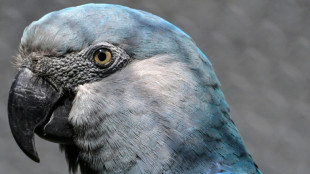 Laut schreiender Papagei l&ouml;st Polizeieinsatz in Rheinland-Pfalz aus