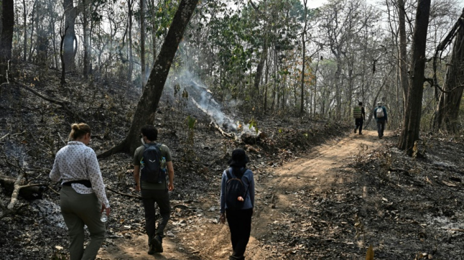 Dans les cendres et les larmes, l'&eacute;trange mission de pr&eacute;servation d'une for&ecirc;t tha&iuml;landaise br&ucirc;l&eacute;e