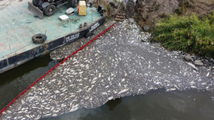 Pollution de l'Oder: environ 300 tonnes de poissons morts