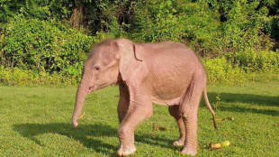 Naissance rare d'un éléphant blanc en Birmanie