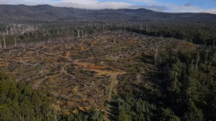Bosques endémicos de Tasmania se convierten en astillas