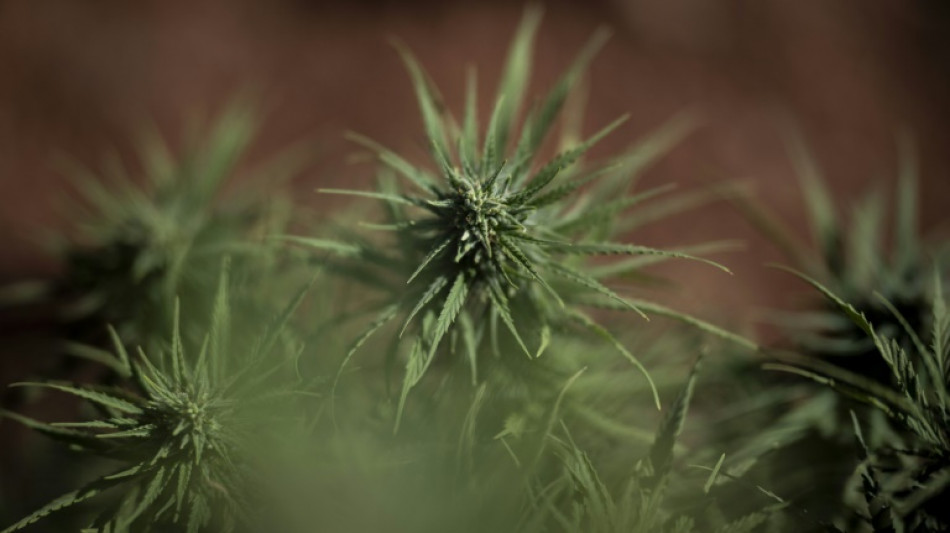 Zwölf Cannabisplantagen bei Großrazzia in mehreren Bundesländern entdeckt