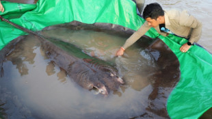 Un camboyano pesca el pez de agua dulce más grande jamás registrado
