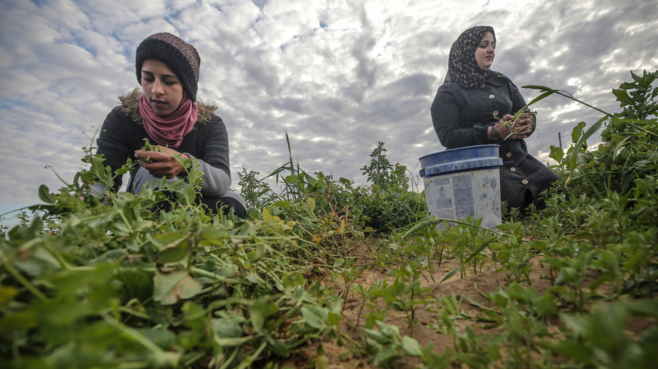 Fao, a Gaza rimasto coltivabile solo l'1,5% del terreno agricolo