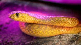 Pilot in Südafrika legt Notlandung mit giftiger Kobra im Nacken hin