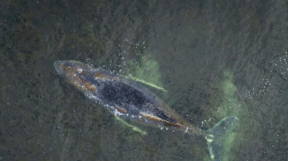  Germany halts rescue efforts for stranded whale 