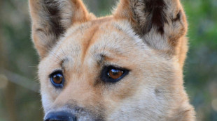 Les dingos plutôt entre chien et loup, selon une étude