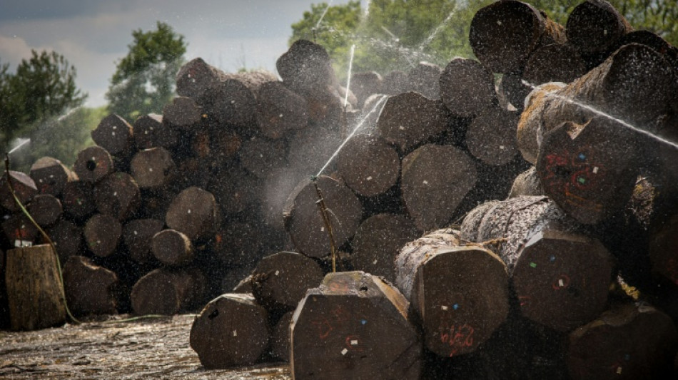  Weniger Schadholz in deutschen W&auml;ldern - Holzaufkommen sinkt  