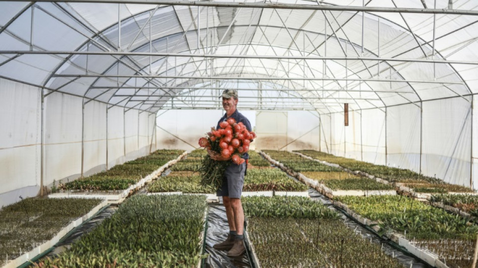 S.Africa's iconic protea flower relocates as climate warms